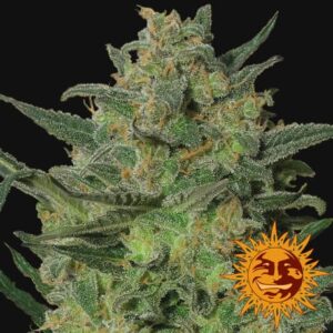 LSD by Barneys Farm is a Feminized Indica Dominant Hybrid