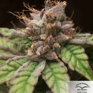 Blueberry Strain feminized cannabis seeds