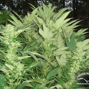 Durban Poison Sativa Dominant Strain