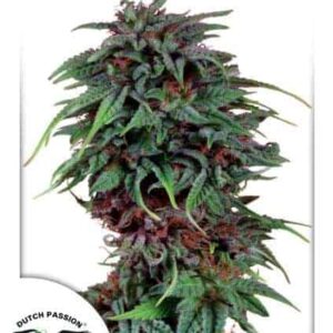 Durban Poison Sativa Dominant Hybrid by Dutch Passion