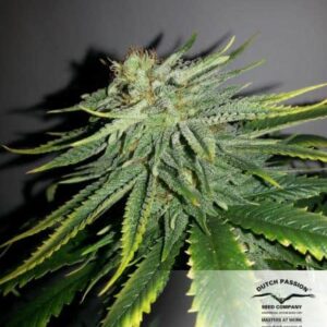 Durban Poison Cannabis Seeds