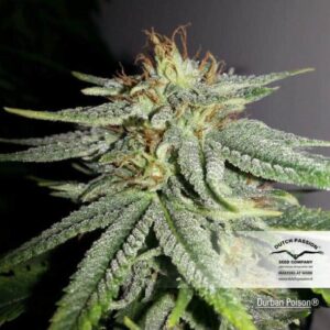 Durban Poison Sativa Dominant Hyrbid