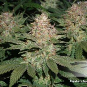 Strawberry Cough by Dutch Passion Cannabis Seeds