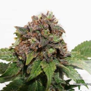 Strawberry Cough by Dutch Passion Cannabis Seeds