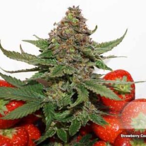 Strawberry Cough by Dutch Passion Cannabis Seeds