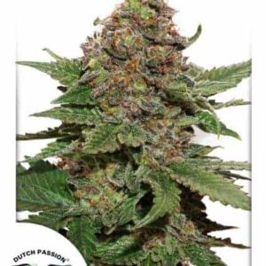 Strawberry Cough by Dutch Passion Cannabis Seeds