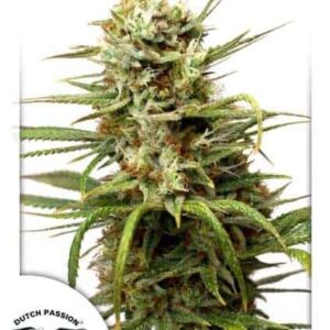 Auto White Widow cannabis seeds by Dutch Passion