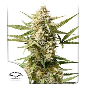 Auto Cinderella Jack Cannabis Seeds by Dutch Passion