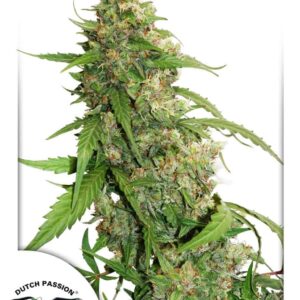 CBD Auto Compassion Lime Cannabis Seeds by Dutch Passion