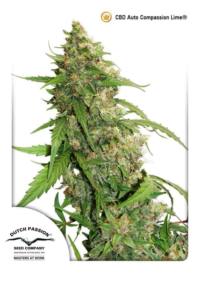 CBD Auto Compassion Lime Cannabis Seeds by Dutch Passion