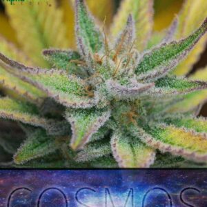 Alphakronik Cosmos is a high CBD cannabis strain with a 3:1 CBD:THC, with strong smells, heavy trichome production and above average yields.