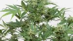 Cannabis seeds,hemp seeds,sativa,indica