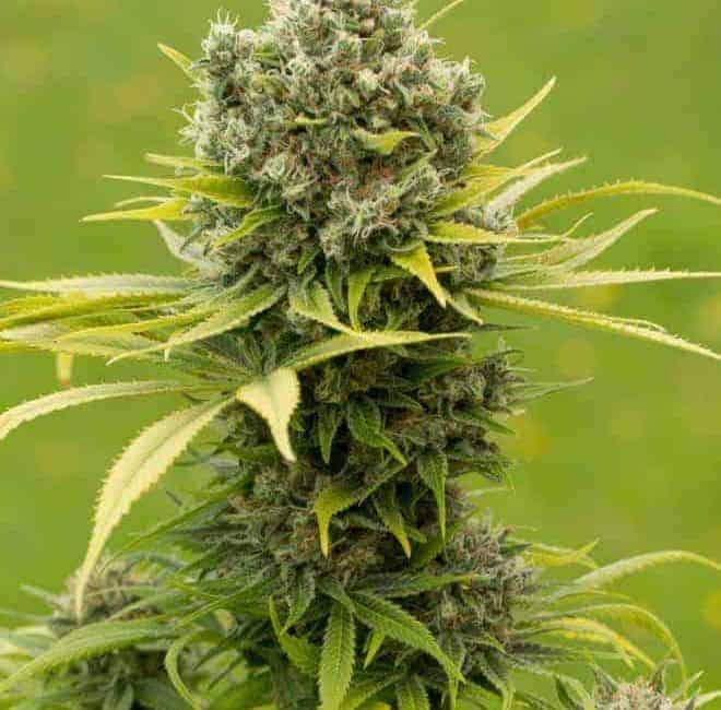 Cannabis seeds,hemp seeds,sativa,indica