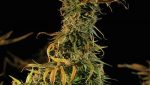 Cannabis seeds,hemp seeds,sativa,indica