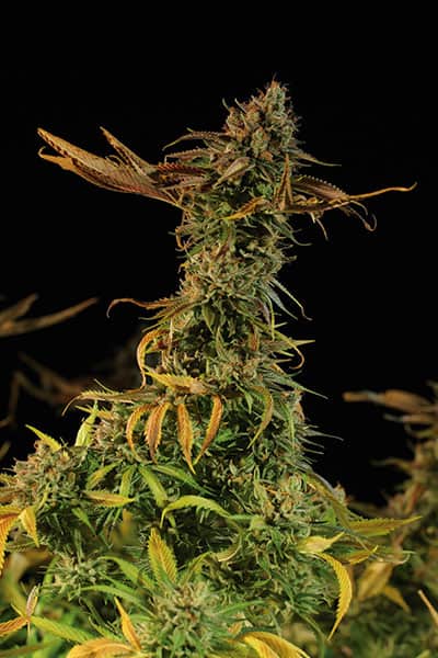 Cannabis seeds,hemp seeds,sativa,indica