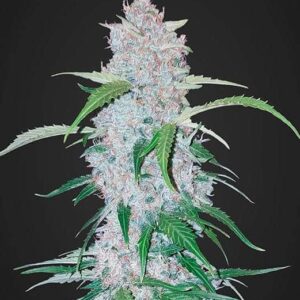 Six Shooter Auto by Fast Buds