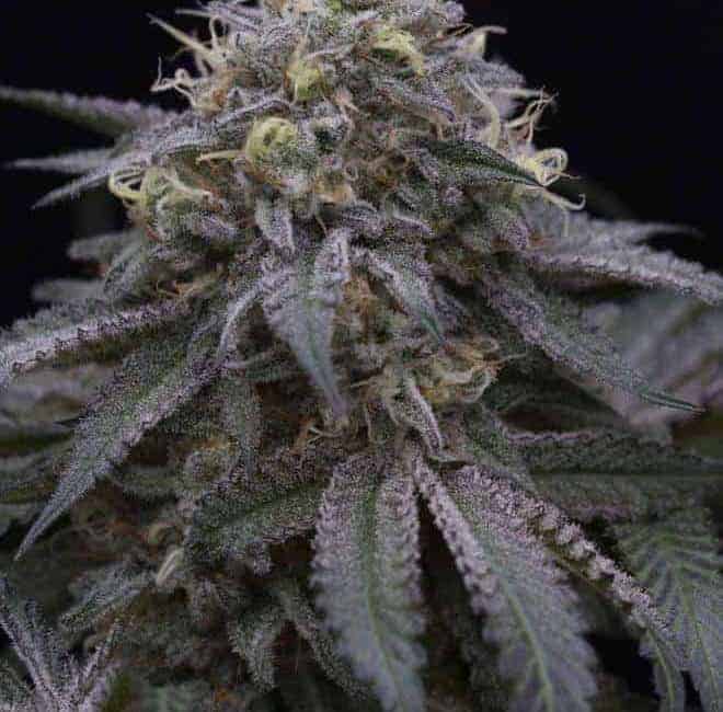 Sugar breath by humboldt seeds