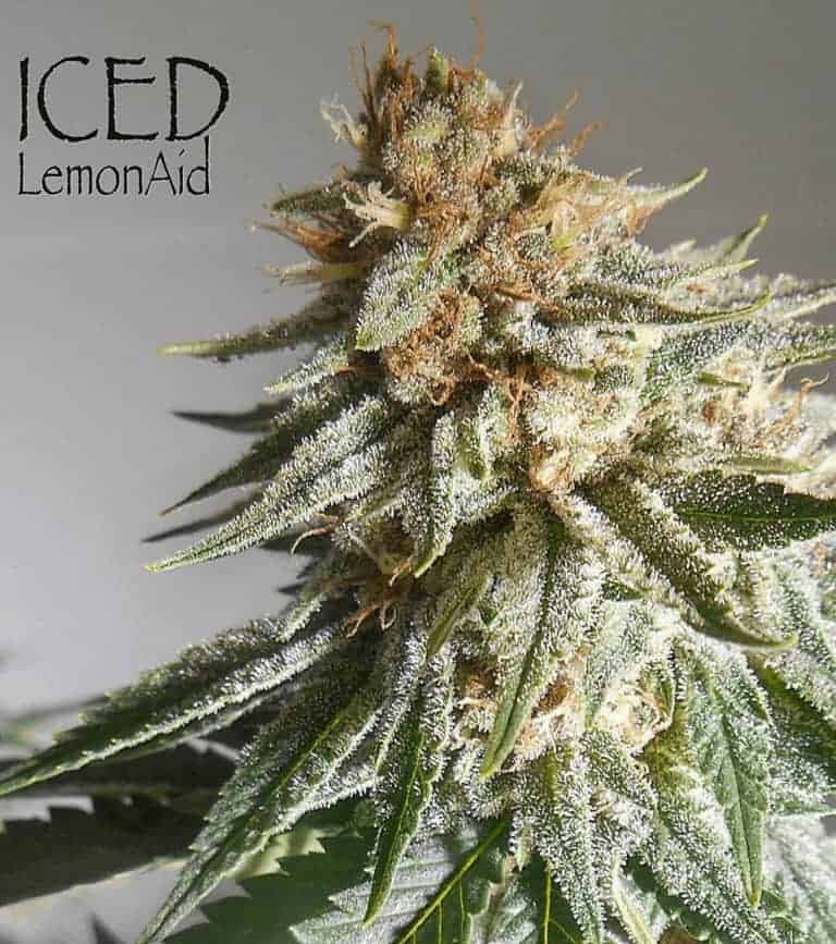 Iced LemonAid by Annunaki Genetics