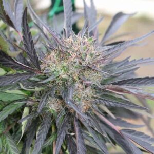 P85 BX by Annunaki Genetics