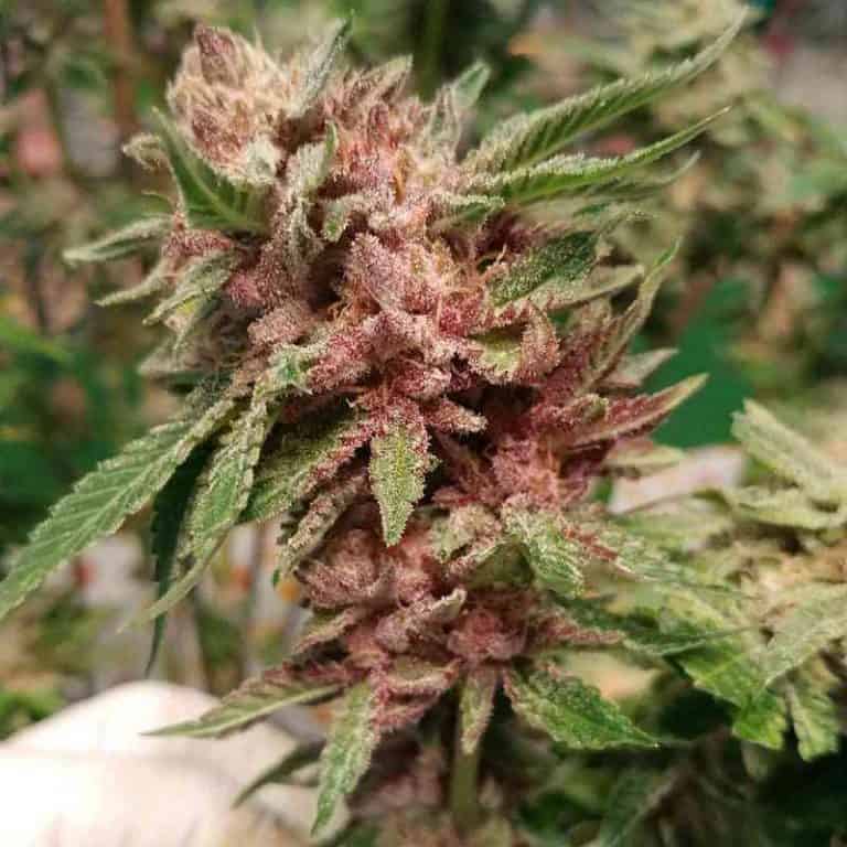 Show & Tell by Annunaki Genetics