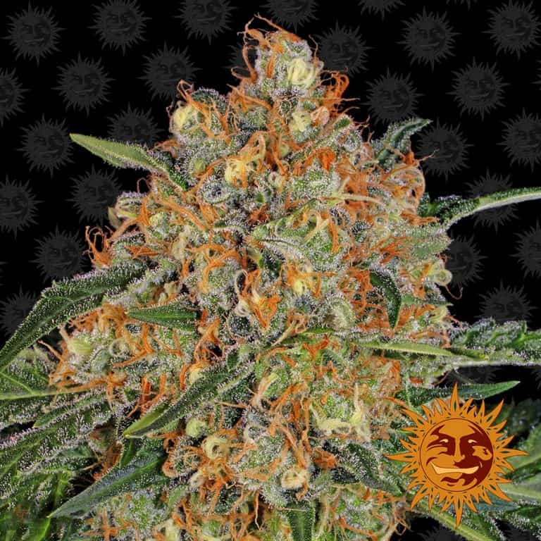 Orange Sherbert by Barneys Farm