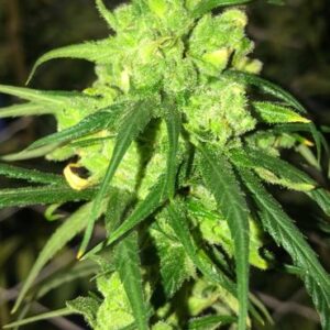 Oregon Watermelon CBD by Canna Genetics Farm Certified Hemp