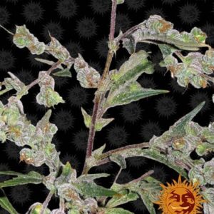 Dr Grinspoon Feminized Cannabis Seeds