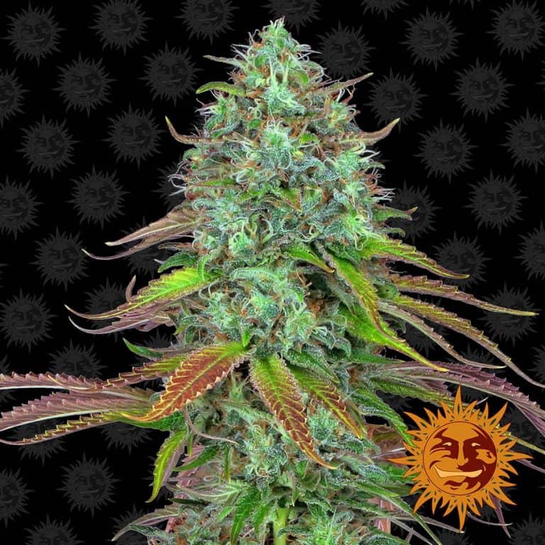 LSD Auto by Barneys Farm is an autoflowering indica dominant hybrid