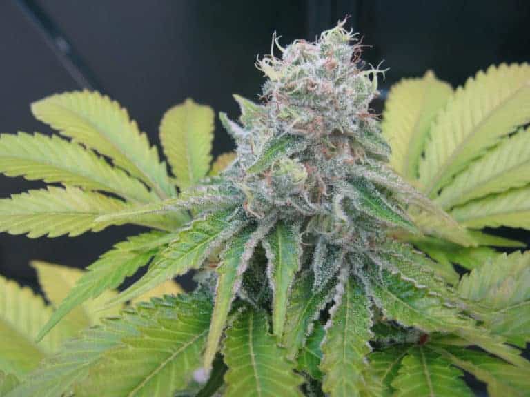 Jack Herer Fast by Canna Genetics Farm