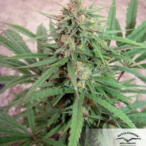 Dutch Passion CBD Compassion Feminized