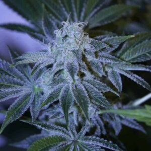 Night Queen Feminized by Dutch Passion