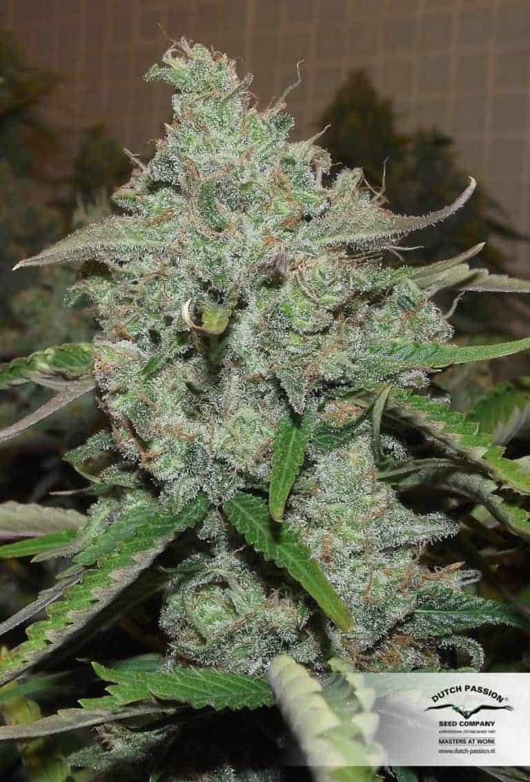 Auto Night Queen Feminized by Dutch Passion