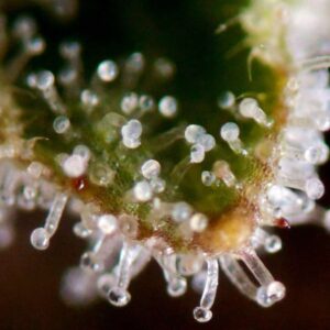 Jack Herer Trichomes by Canna Genetic Farms