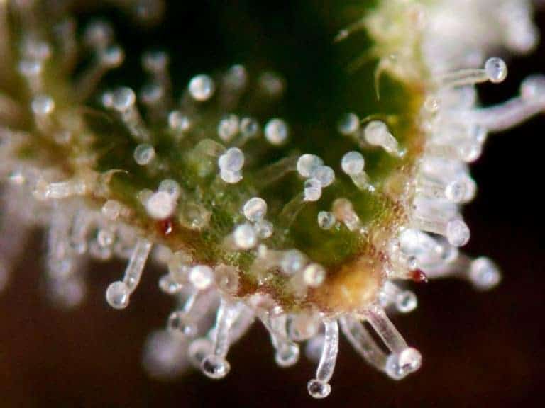 Jack Herer Trichomes by Canna Genetic Farms