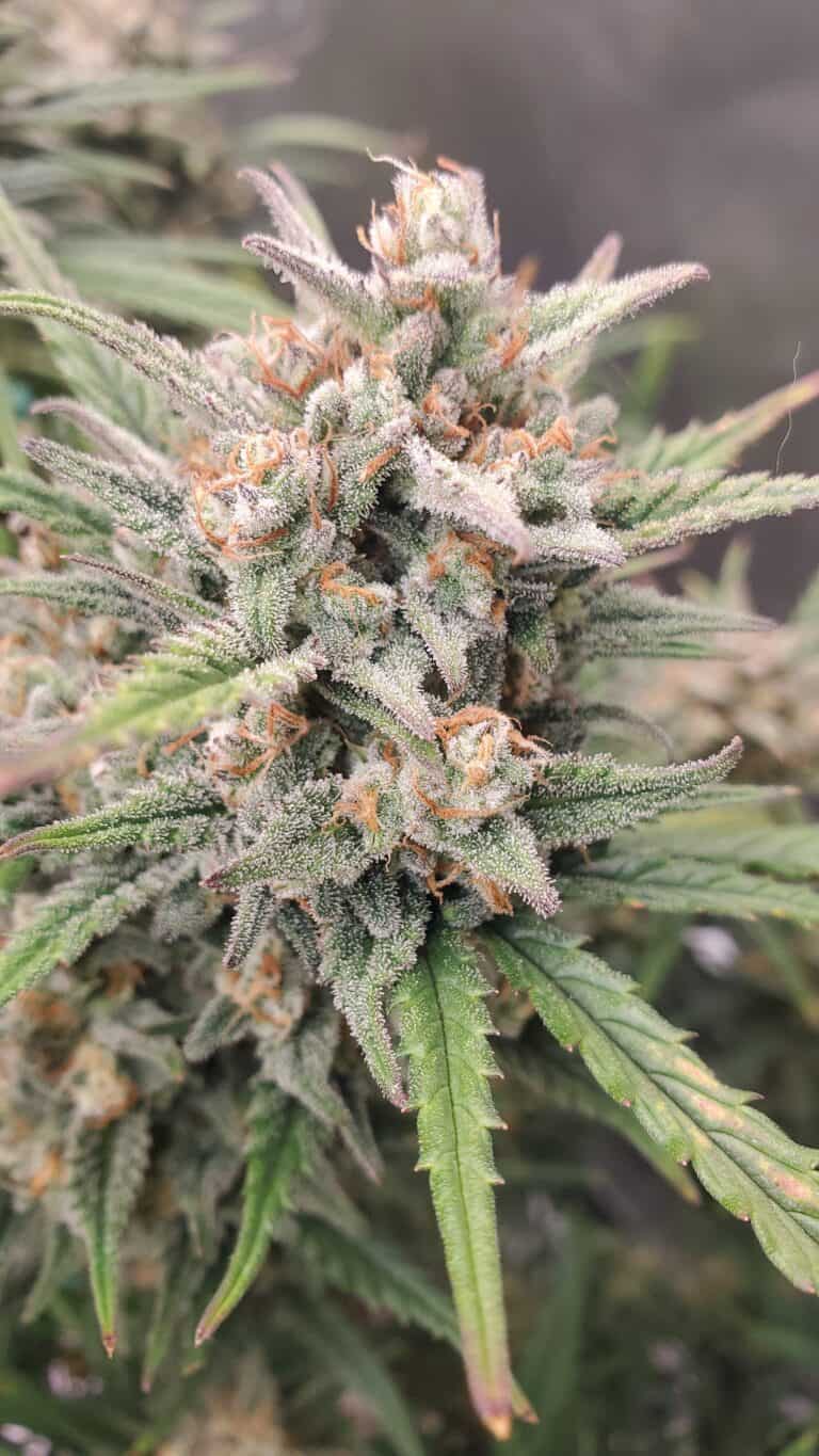 Girl Scout Cookies Auto an indica dominant hybrid autoflower