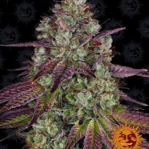 Mimosa Evo by Barneys Farm