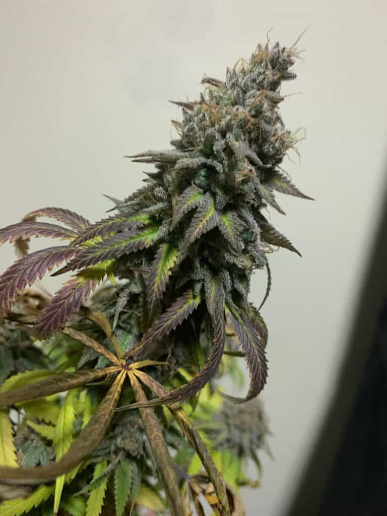 Do Si Dos Fast by Canna Genetics Farm