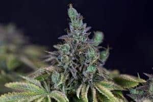 Gelato OG by Canna Genetics Farm