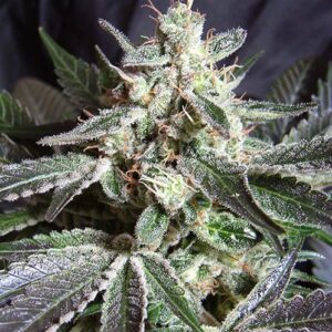 Black Jack by Sweet Seeds