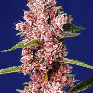 Tropicanna Poison Fast by Sweet Seeds