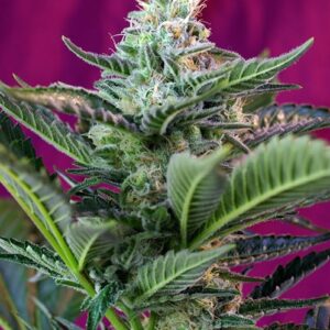 Mohan Ram Auto by Sweet Seeds