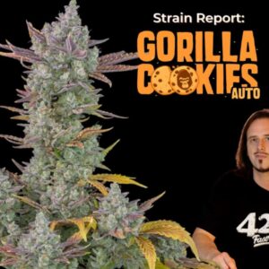 Gorilla Cookies Auto Strain Report