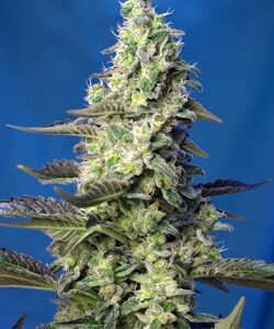 Green Poison XL Auto by Sweet Seeds Autoflowering Cannabis Seeds