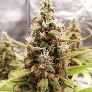 Purple Punch by Canna Genetics Farm Feminized Indica Cannabis Seeds