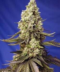 Runtz XL Auto by Sweet Seeds