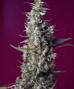 Sweet Cherry Pie by Sweet Seeds