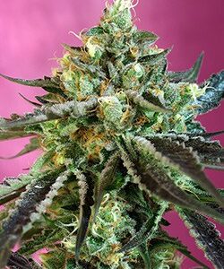 Sweet Nurse CBD Auto by Sweet Seeds