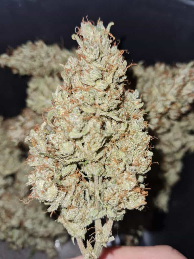 Green Crack Sativa Dominant Hybrid by Canna Genetics Farm