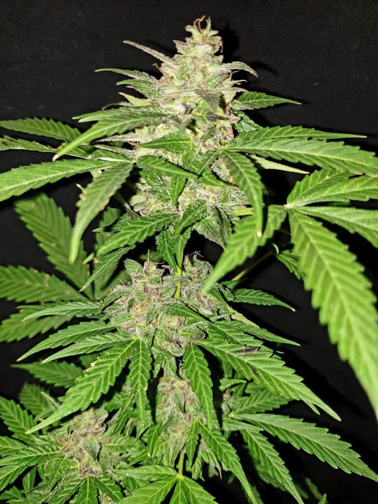 Green Crack Auto Sativa Dominant Hybrid