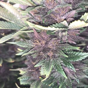 Purple Punch Fast by Canna Genetics Farm are Indica Dominant Feminized Cannabis Seeds